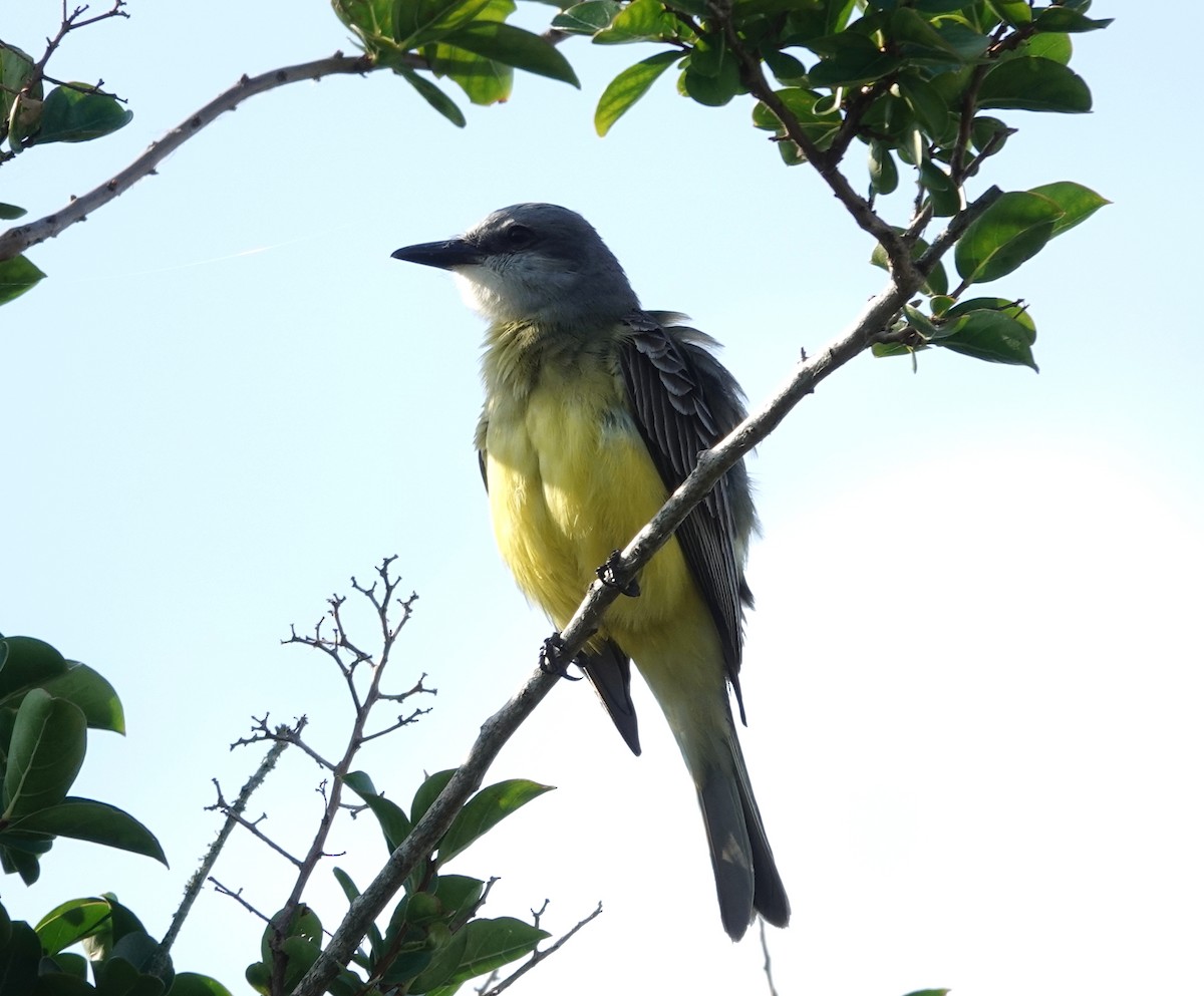 Tropical Kingbird - ML619593325