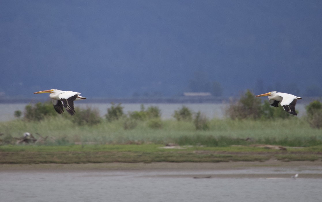 American White Pelican - Gordon Atkins