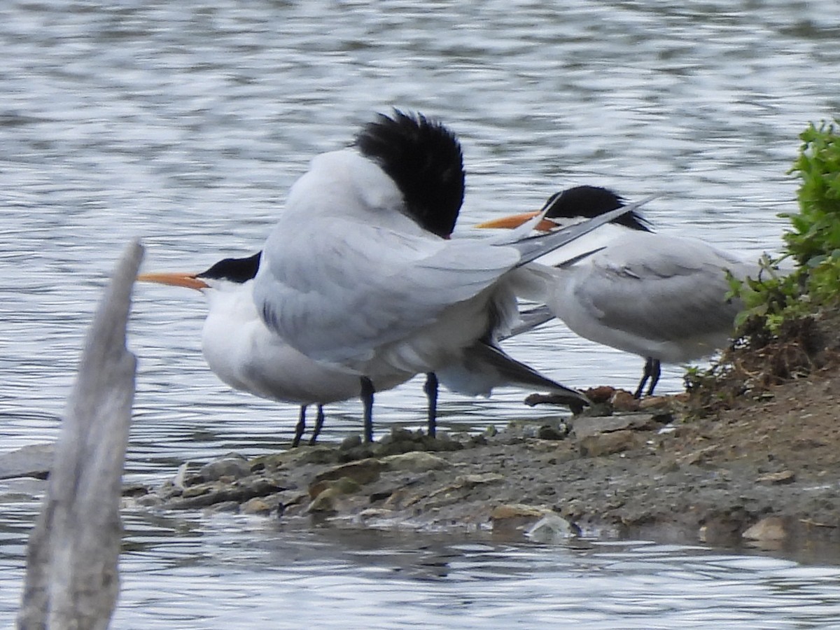 Elegant Tern - Kiandra Mitchell