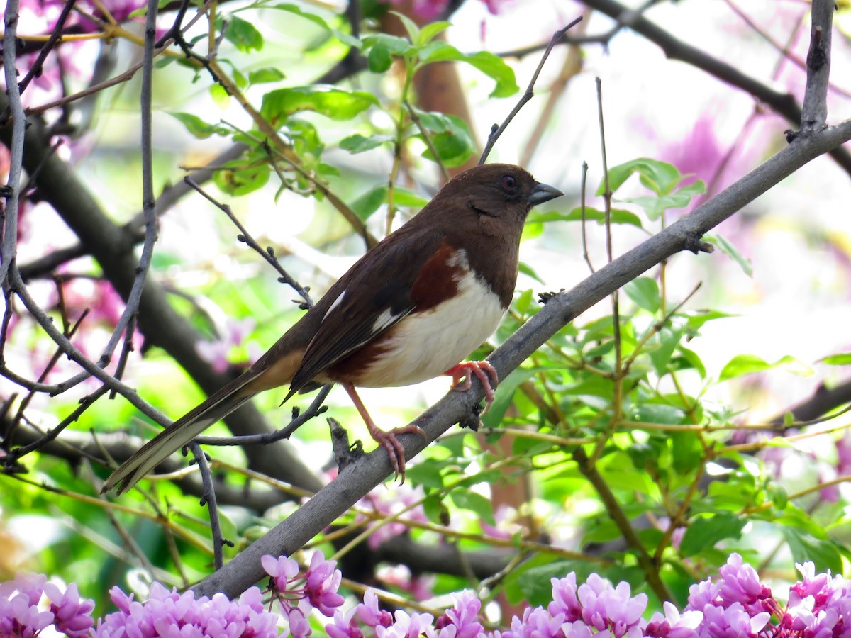 Eastern Towhee - Linda  LaBella