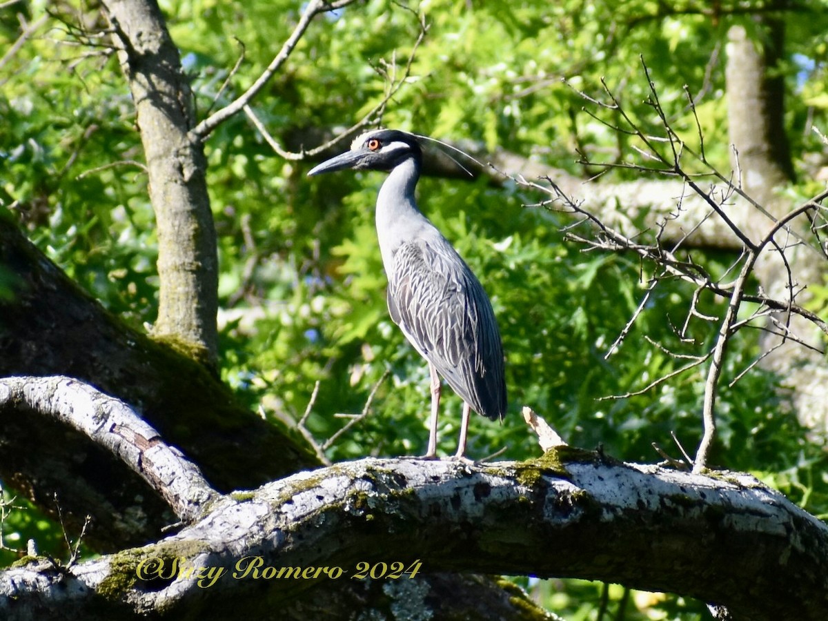 Yellow-crowned Night Heron - Suzy Romero