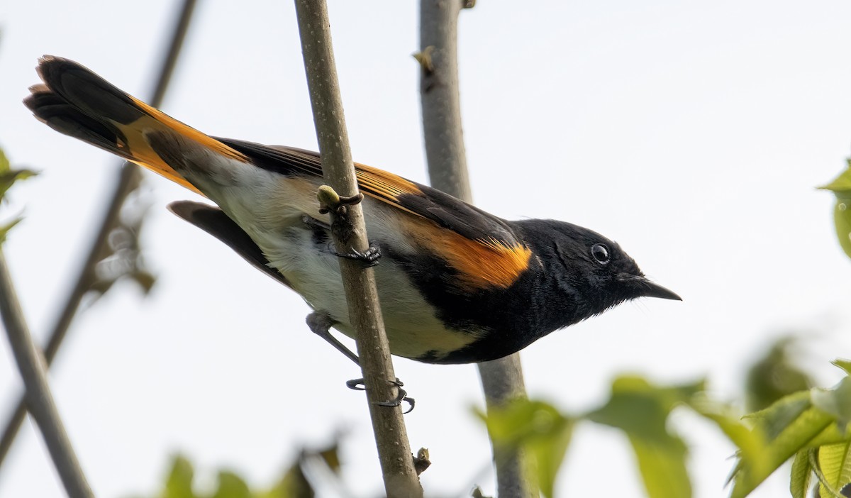 American Redstart - ML619593334