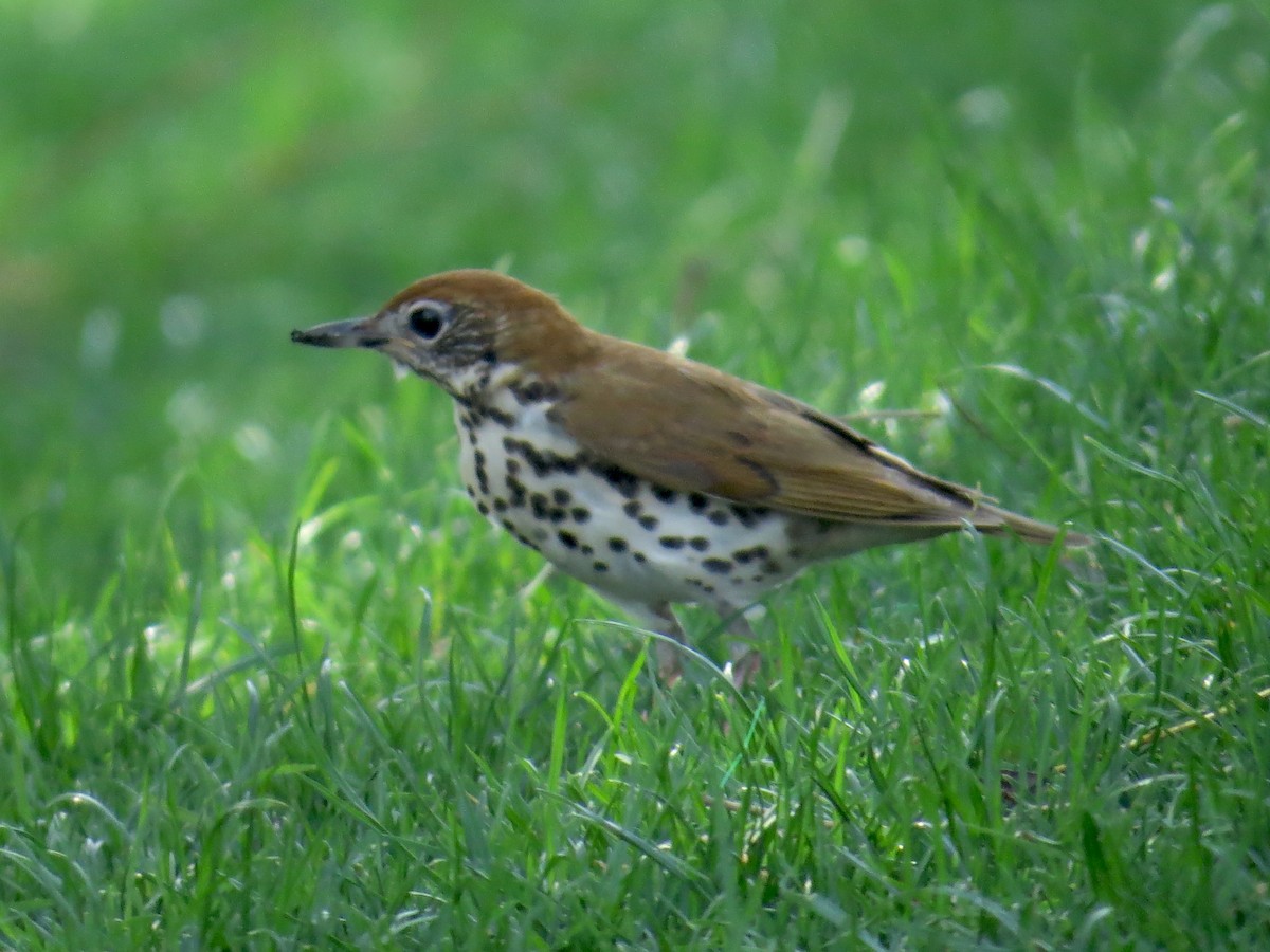 Wood Thrush - Linda  LaBella