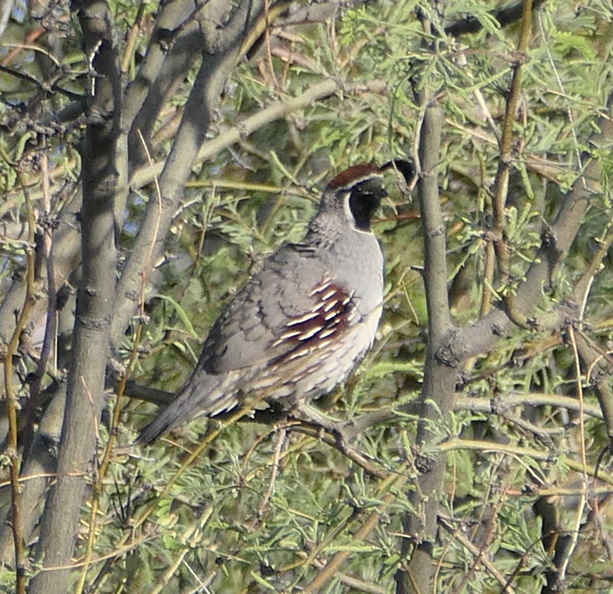 Gambel's Quail - Melanie Barnett