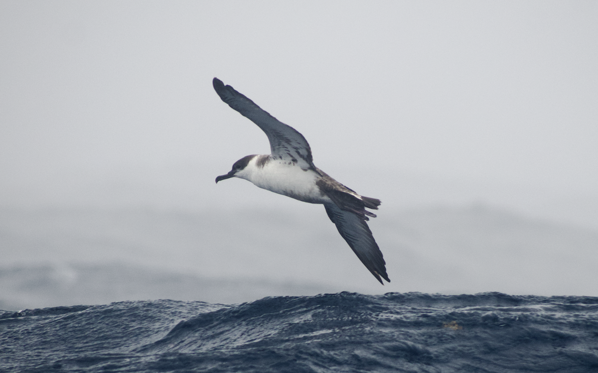 Great Shearwater - Andy McGeoch 🦆