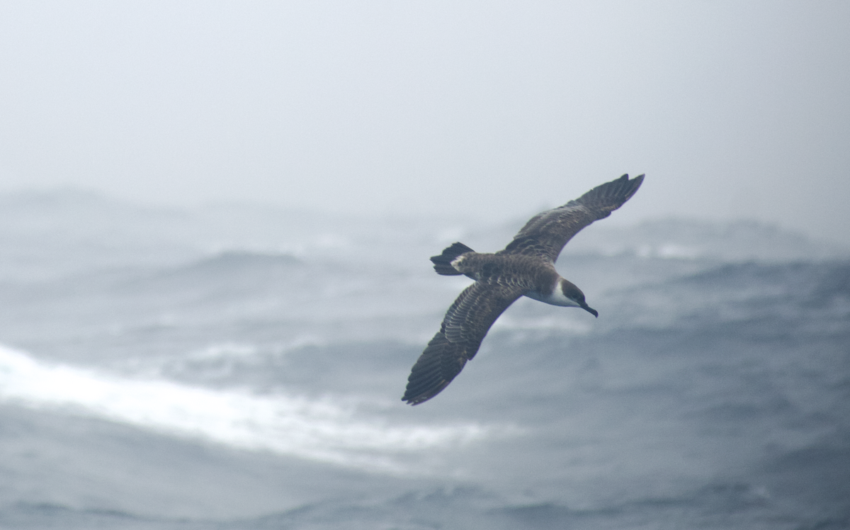 Great Shearwater - Andy McGeoch 🦆