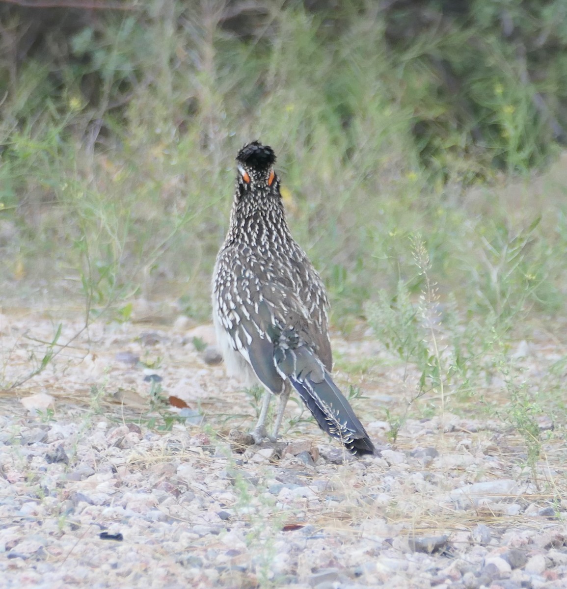 Greater Roadrunner - Melanie Barnett