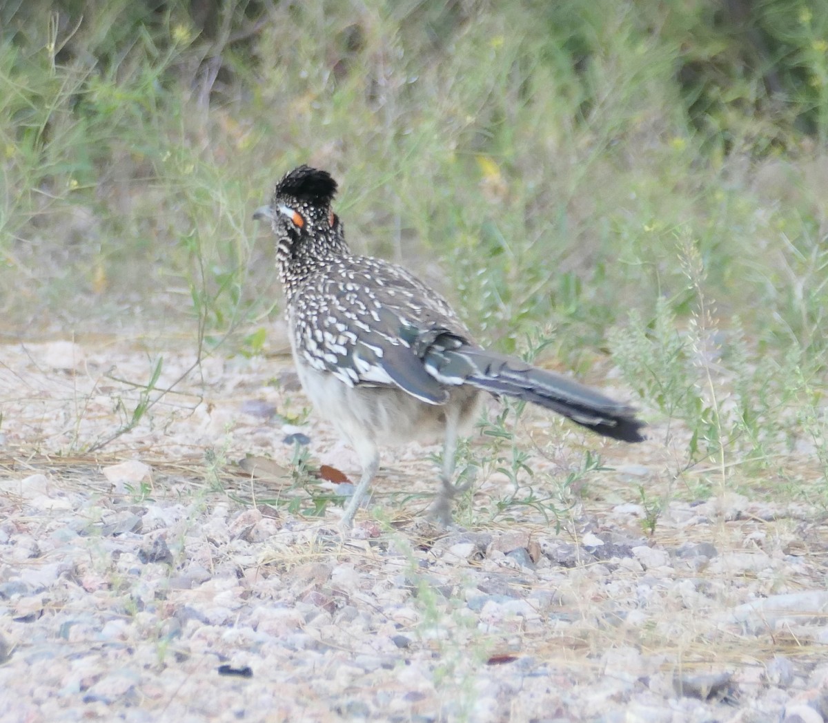 Greater Roadrunner - Melanie Barnett