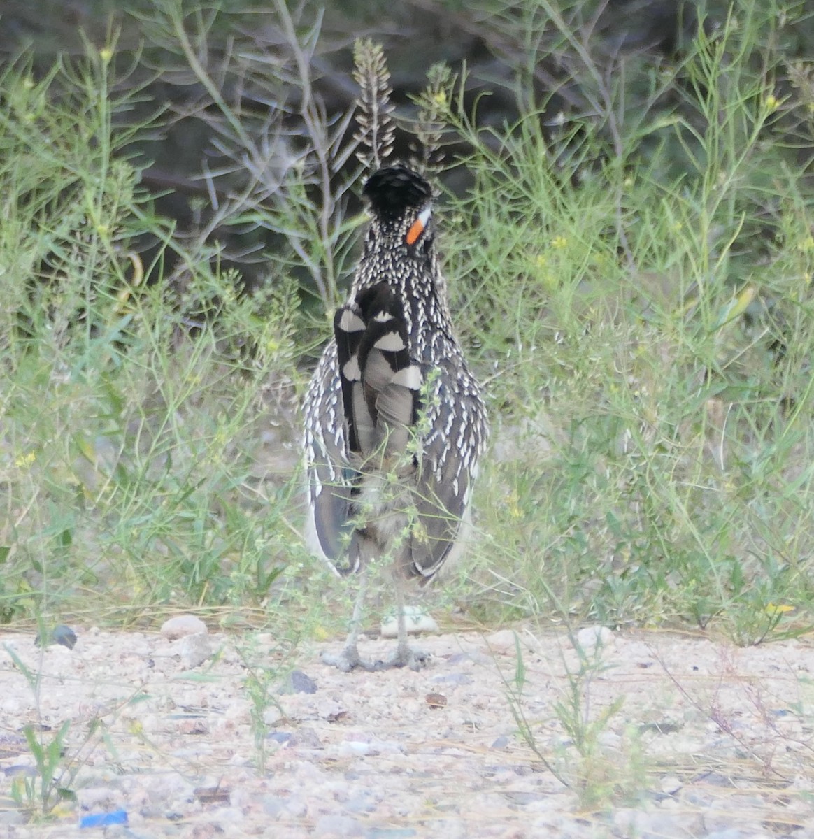 Greater Roadrunner - Melanie Barnett