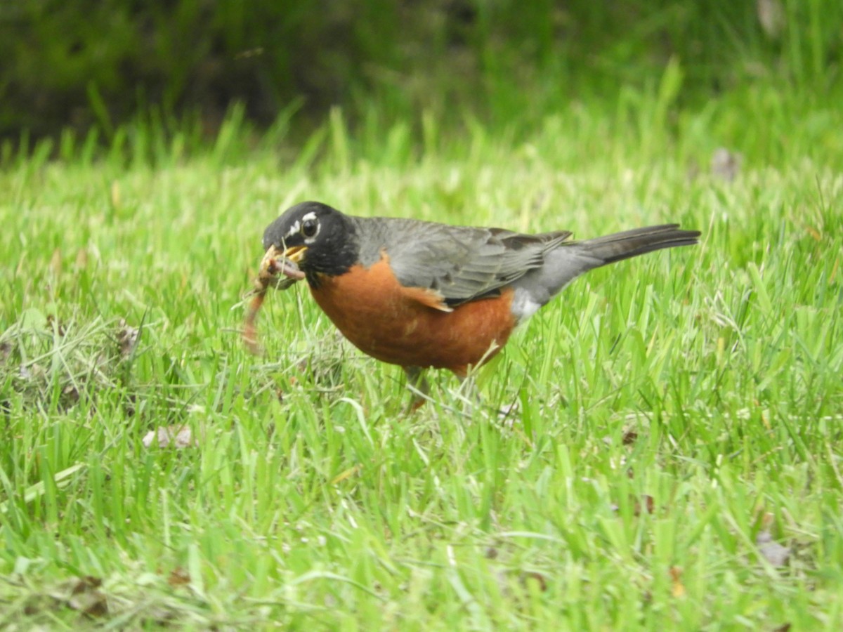 American Robin - Thomas Bürgi