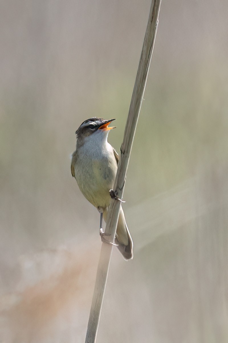 Sedge Warbler - Martine Stolk