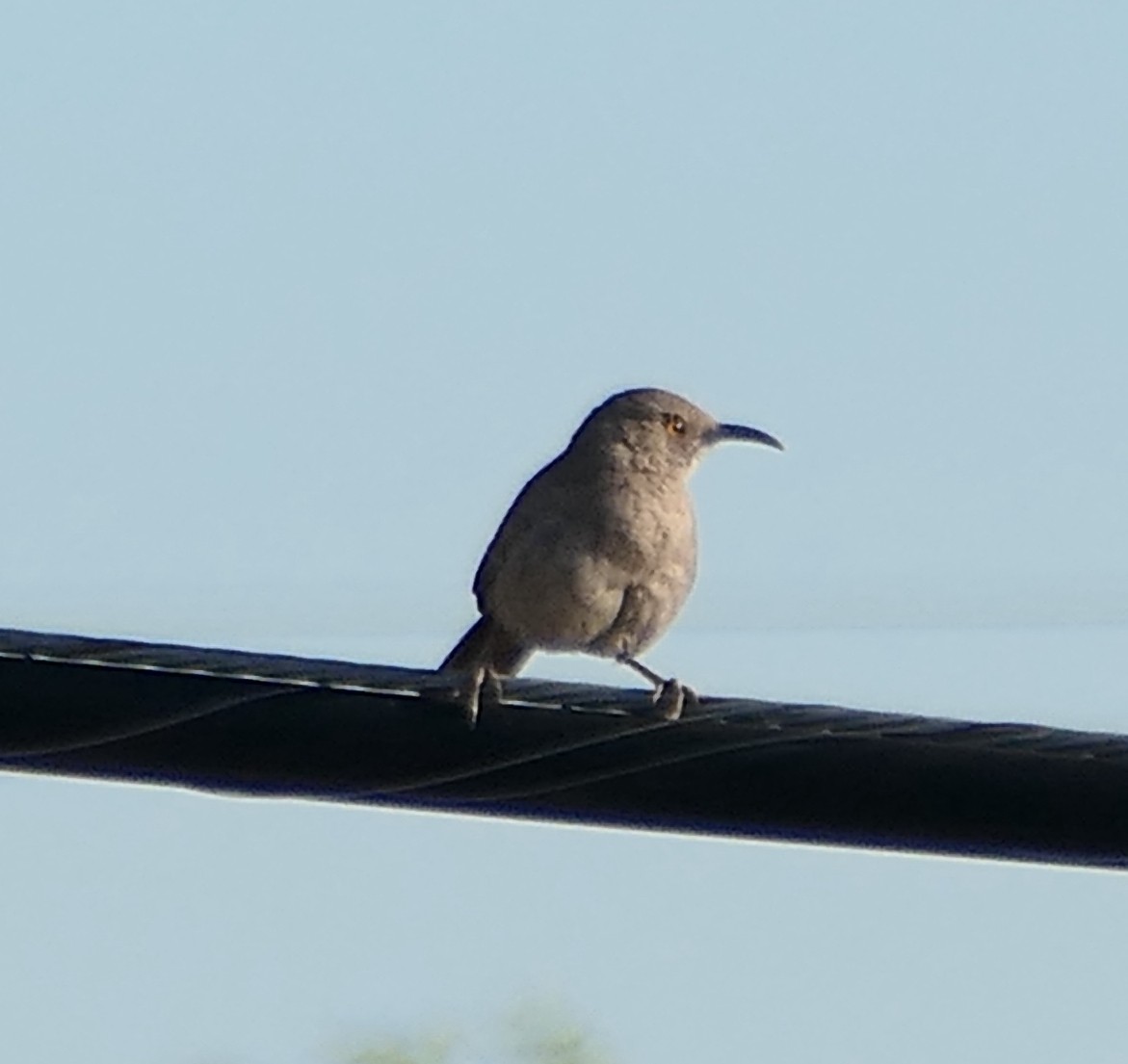 Curve-billed Thrasher - ML619593371