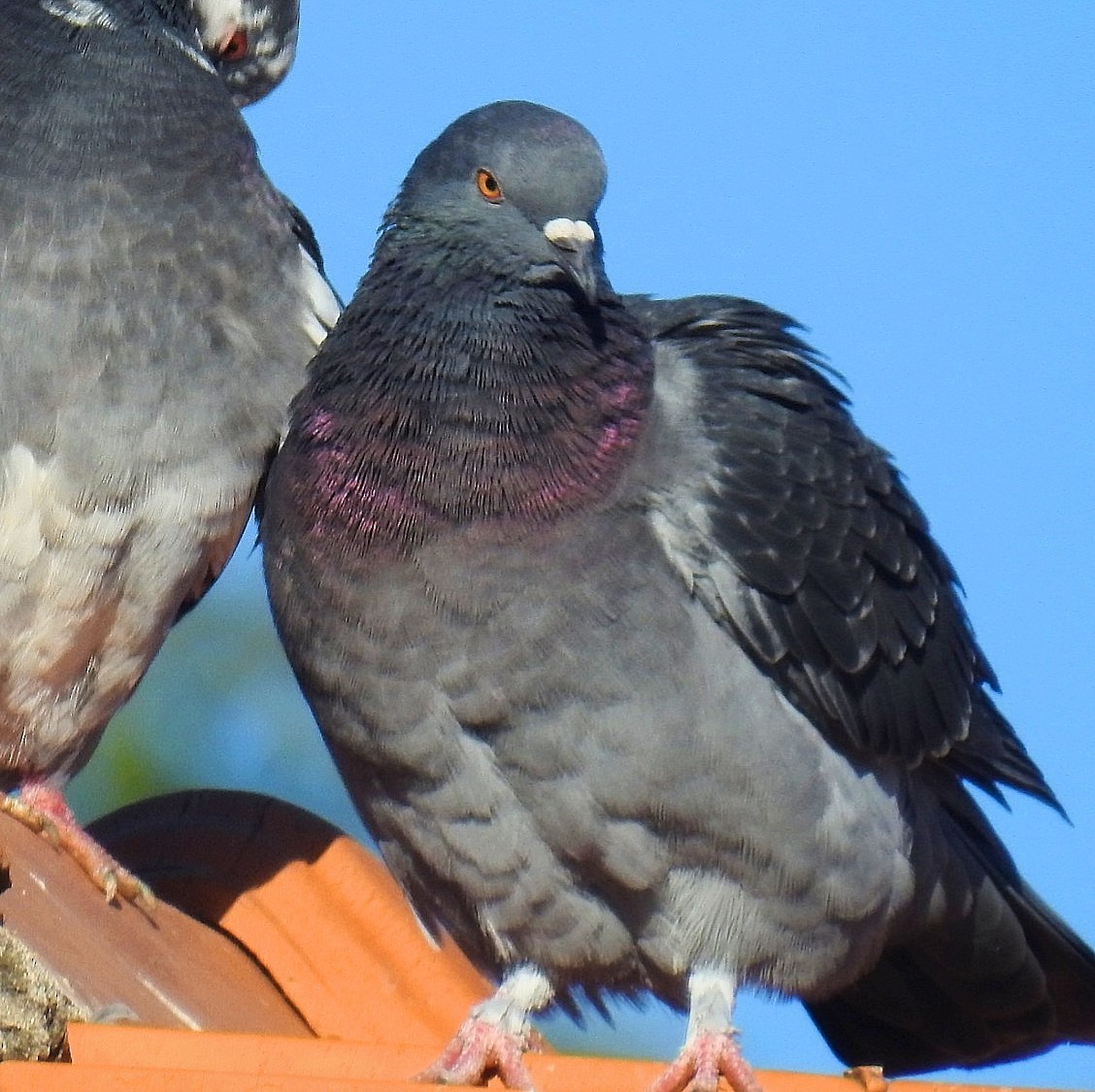 Rock Pigeon (Feral Pigeon) - Daniel Lescano