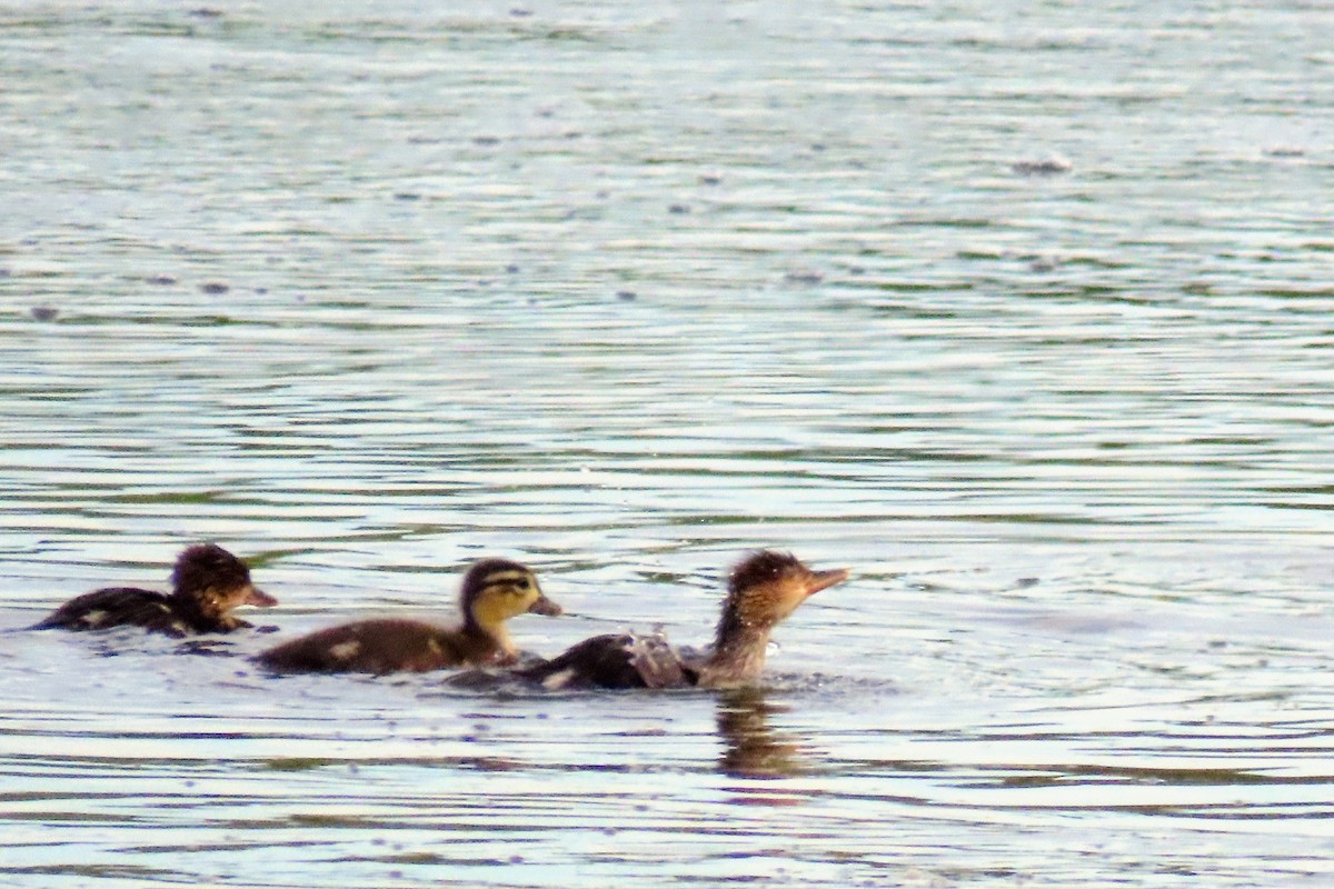 Hooded Merganser - Johanne Simard