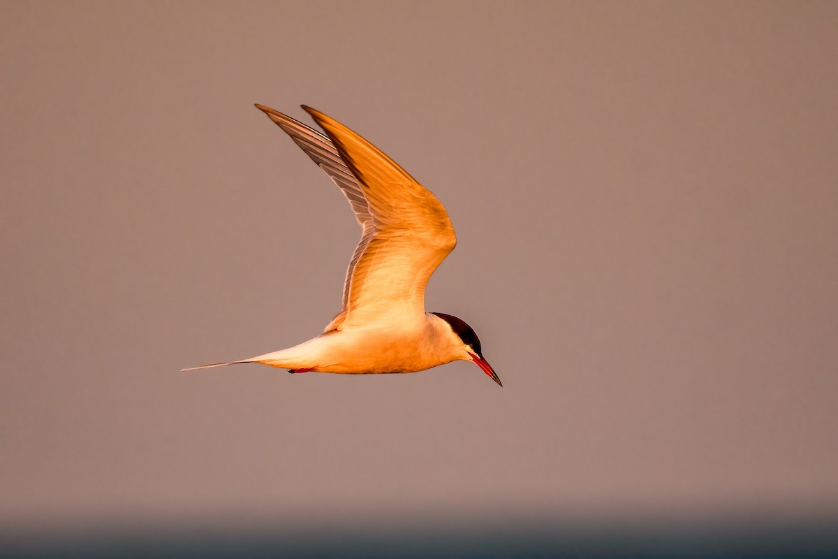 Common Tern - Michael Nelson