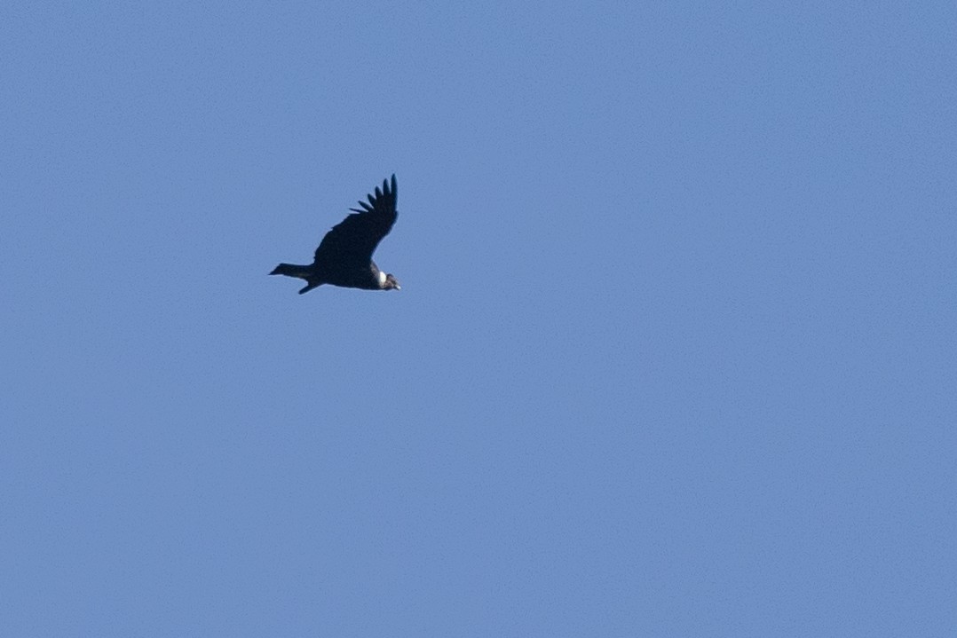 Andean Condor - Susan Brickner-Wren