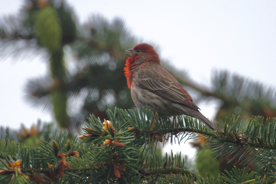 House Finch - Gordon Atkins