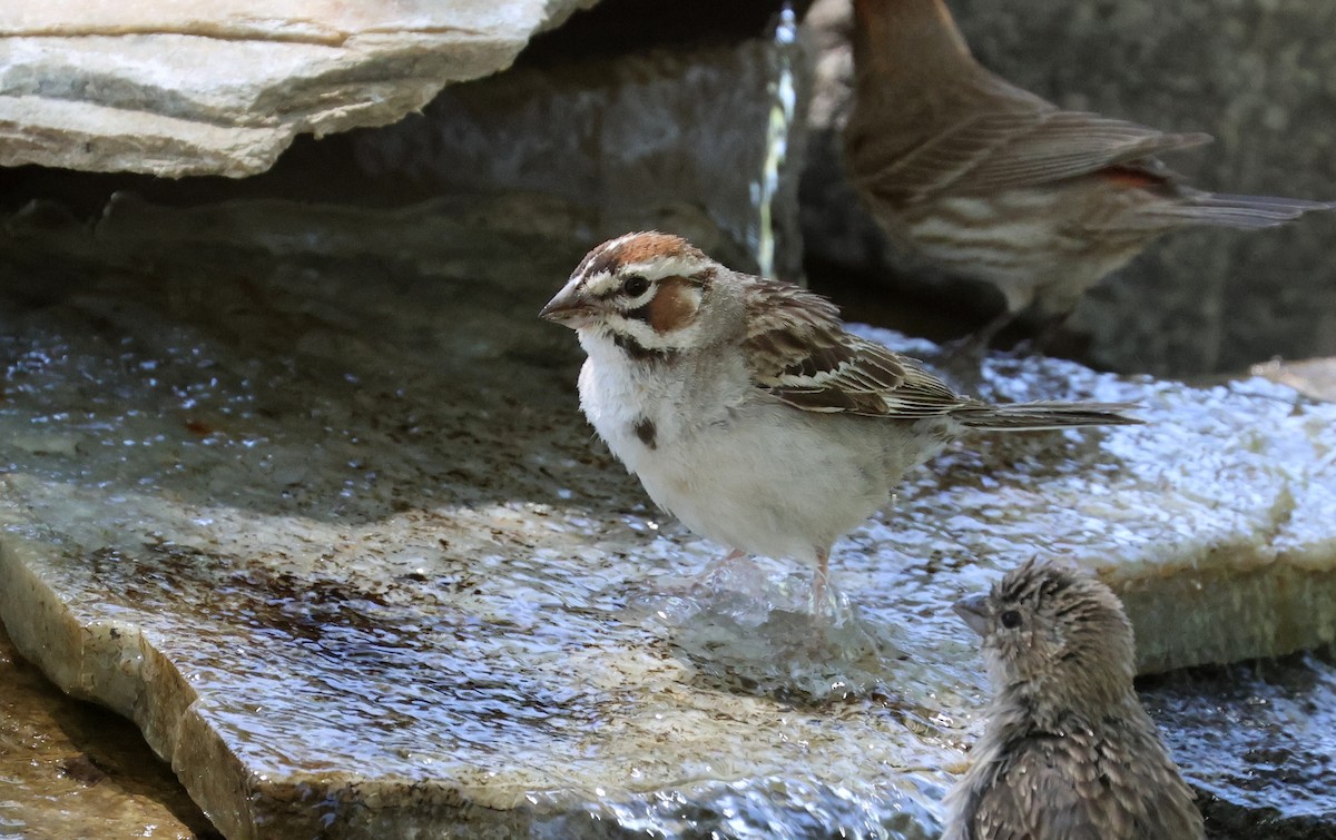 Lark Sparrow - Matthew Grube