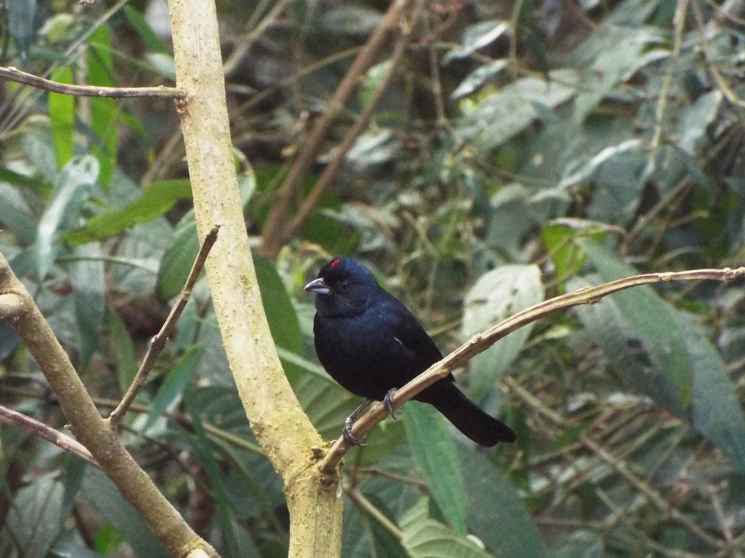 Ruby-crowned Tanager - Henrique Heidi Horiyshi