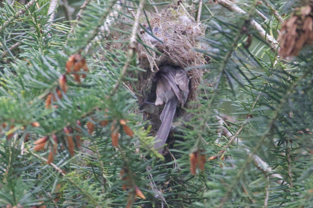 Bushtit - Gordon Atkins