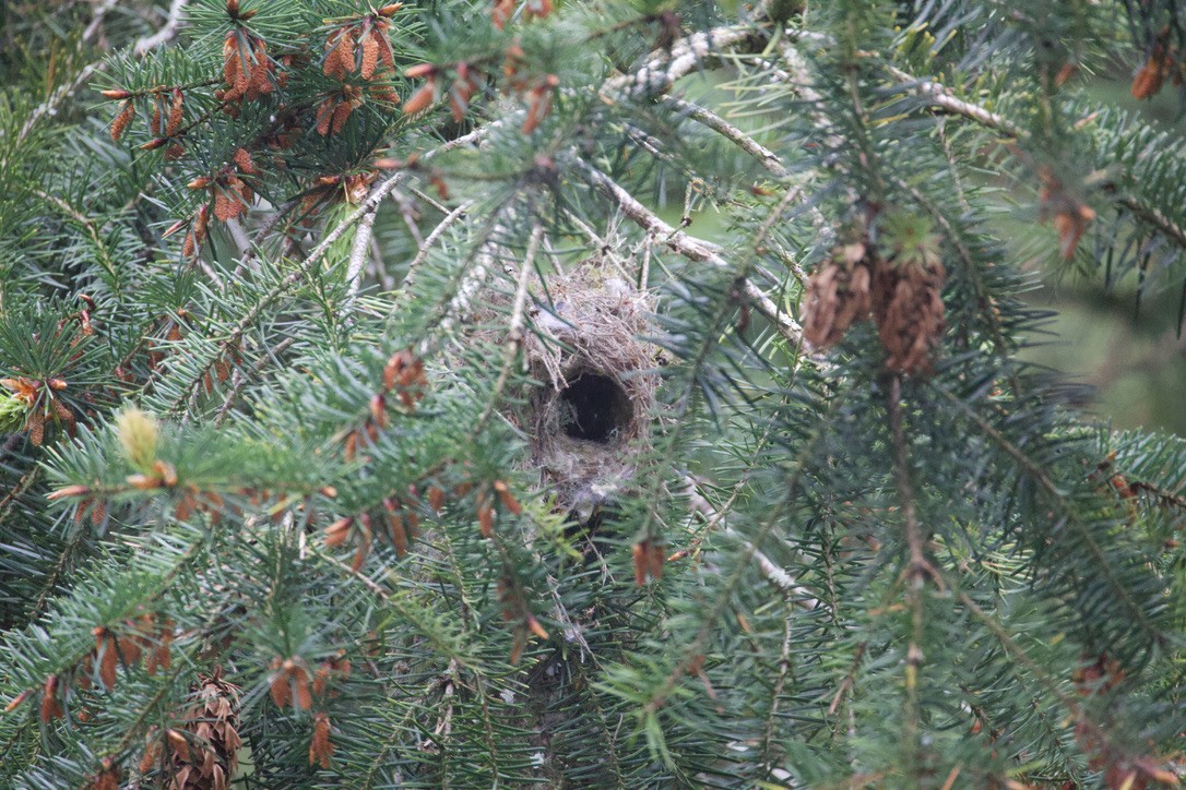 Bushtit - Gordon Atkins