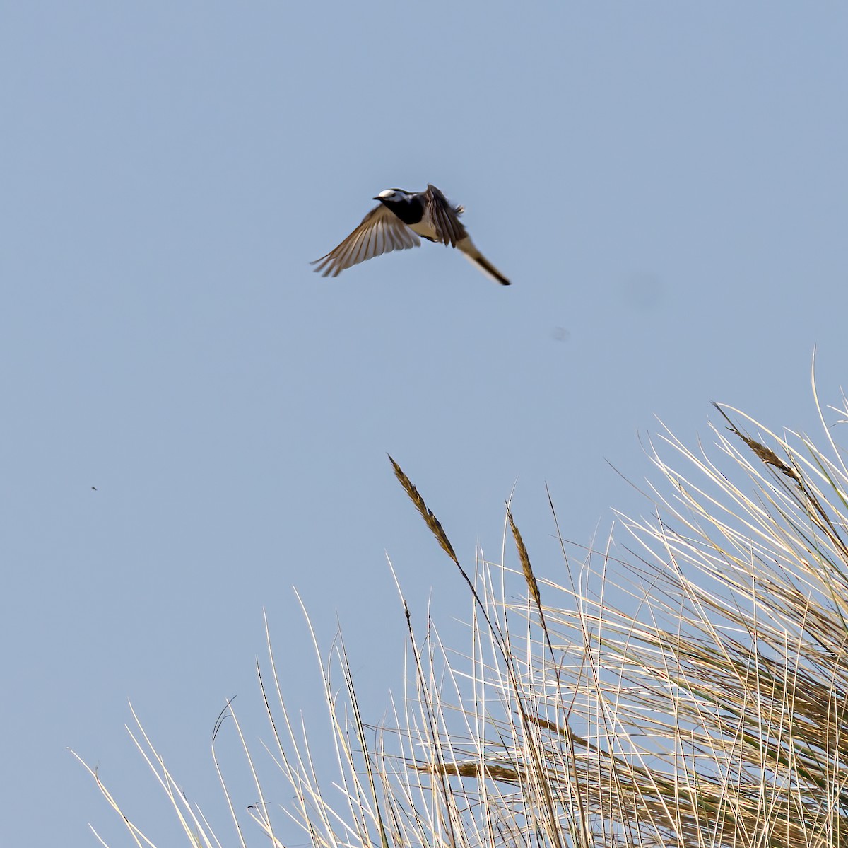 White Wagtail - ML619593415