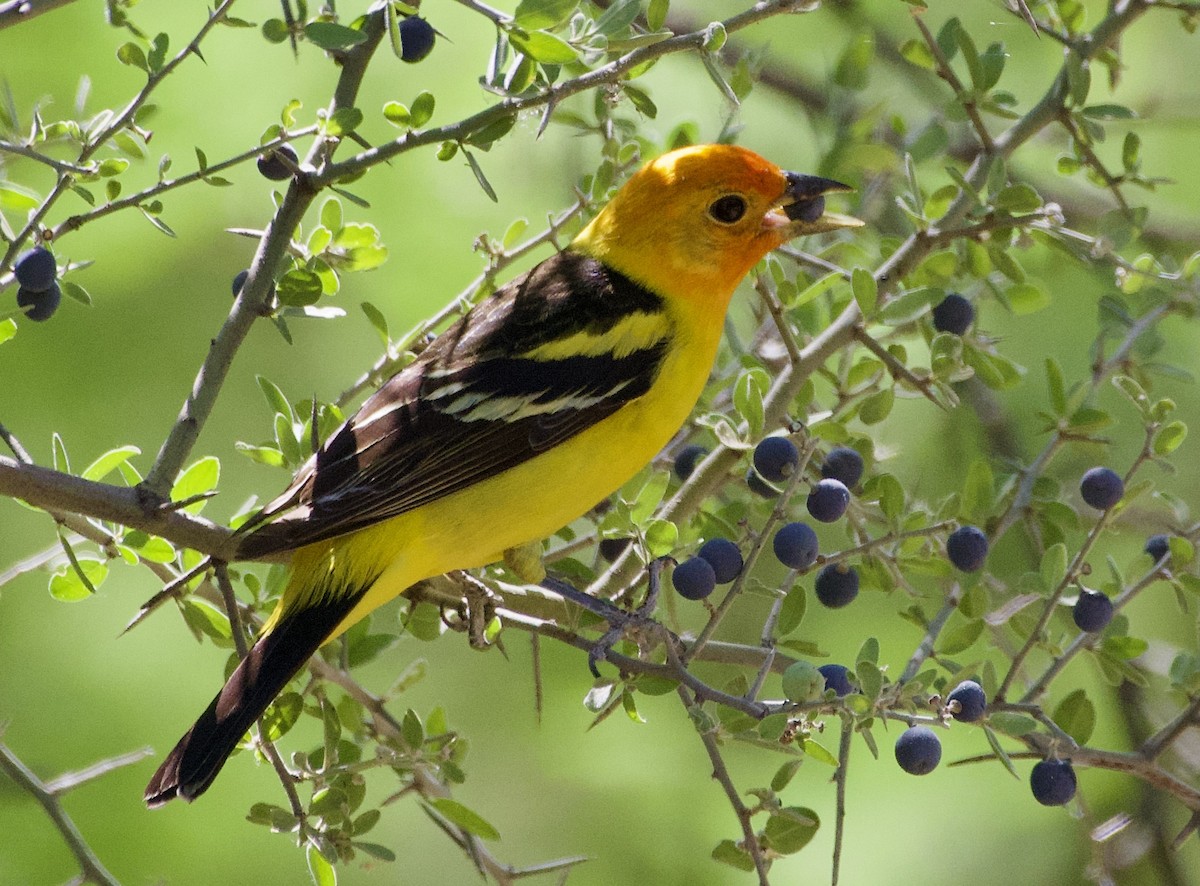 Western Tanager - Tim DeJonghe