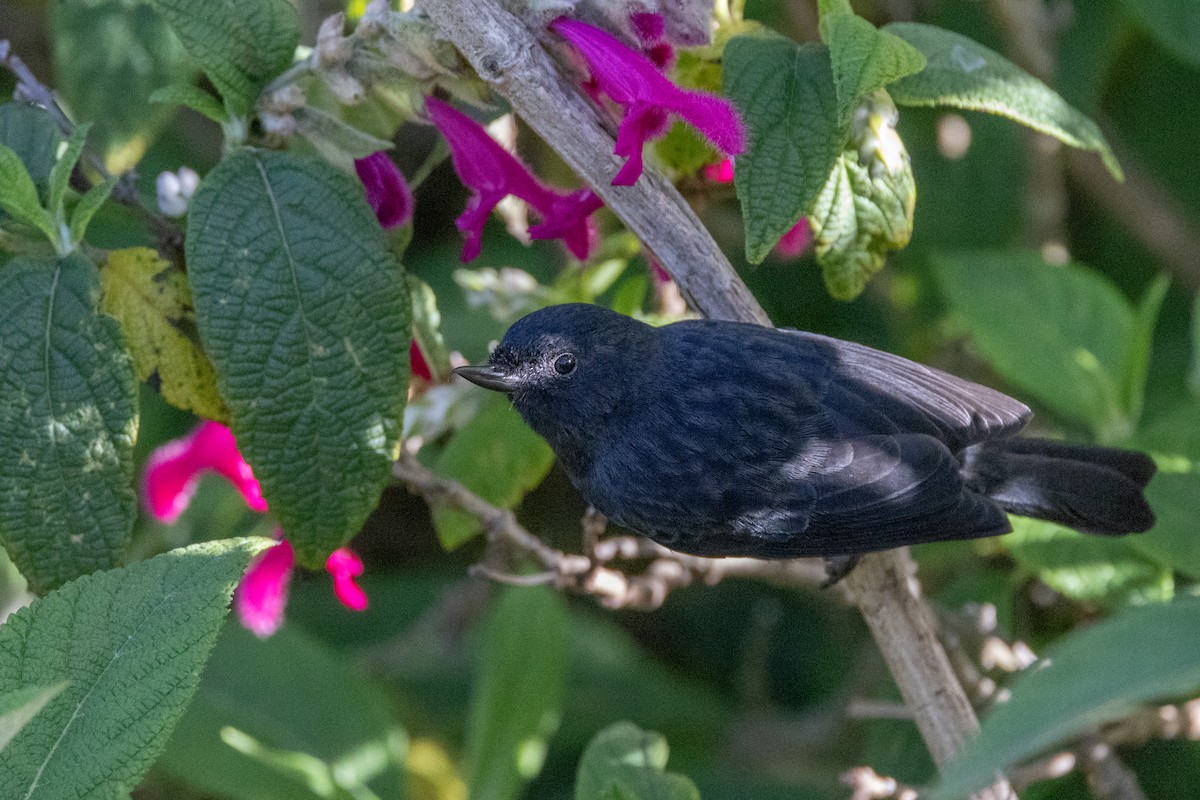 Black Flowerpiercer - ML619593417