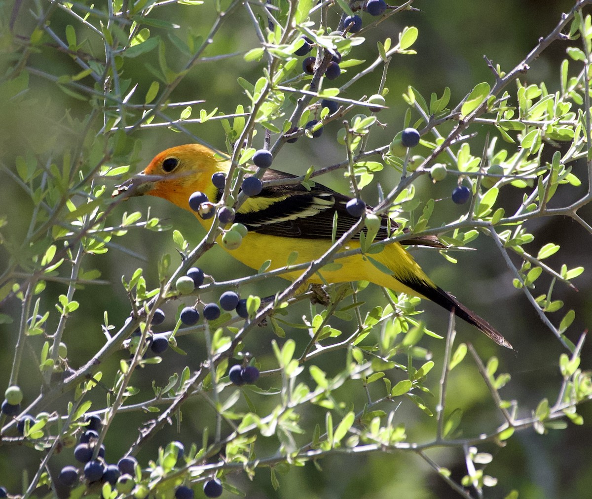 Western Tanager - Tim DeJonghe