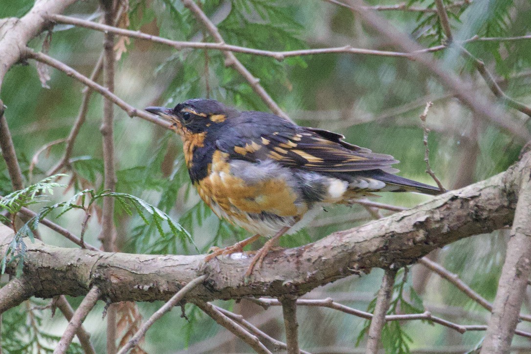 Varied Thrush - ML619593420