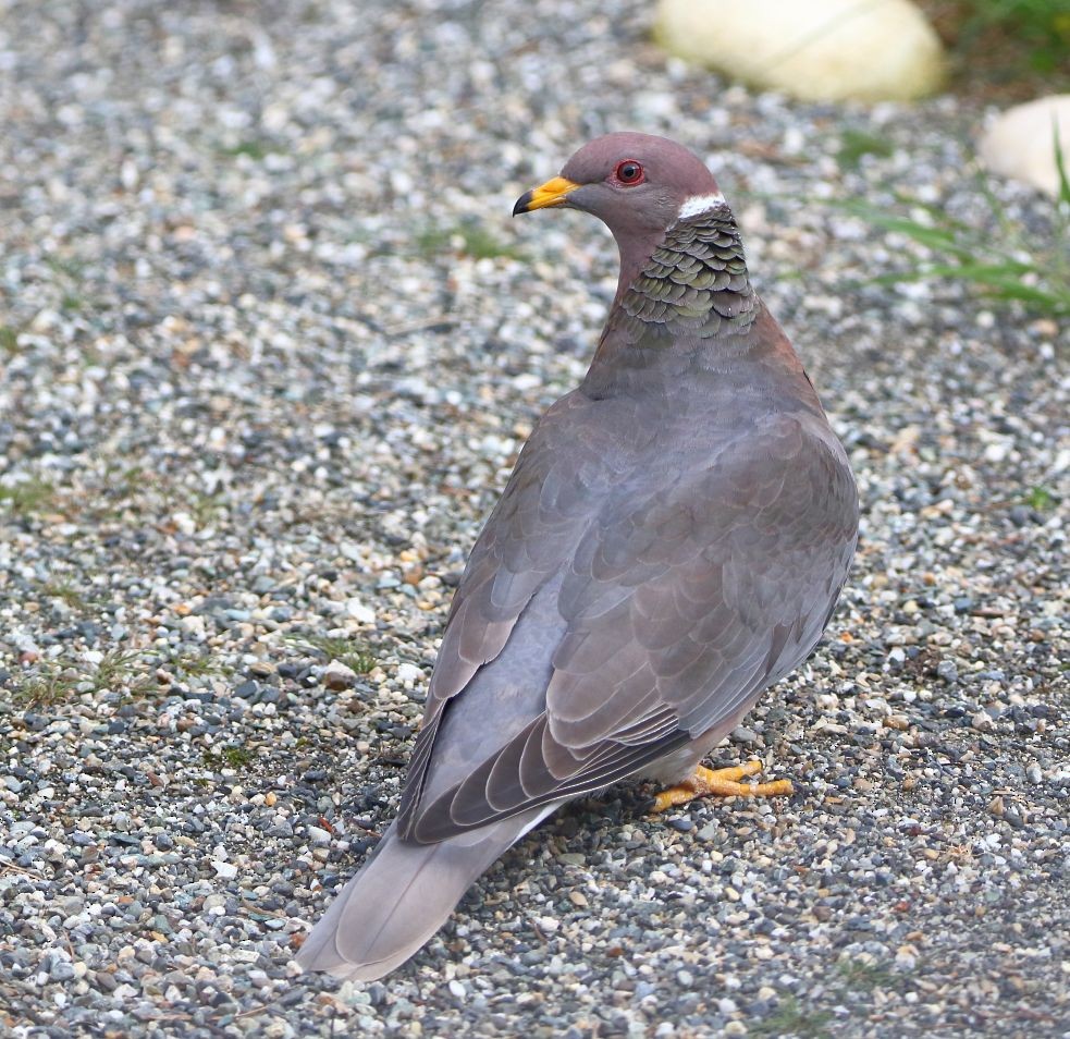 Band-tailed Pigeon - Breck Breckenridge