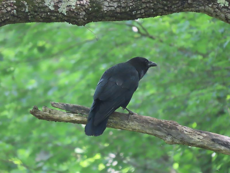 American Crow - Tracy The Birder