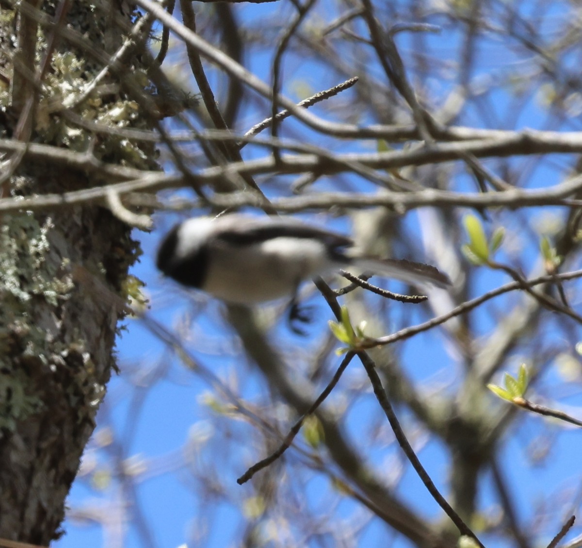 Black-capped Chickadee - burton balkind