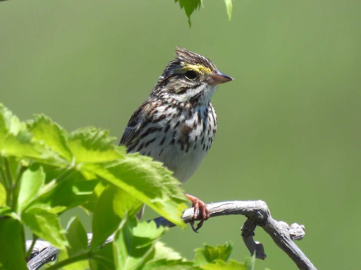 Savannah Sparrow - Jenny Young