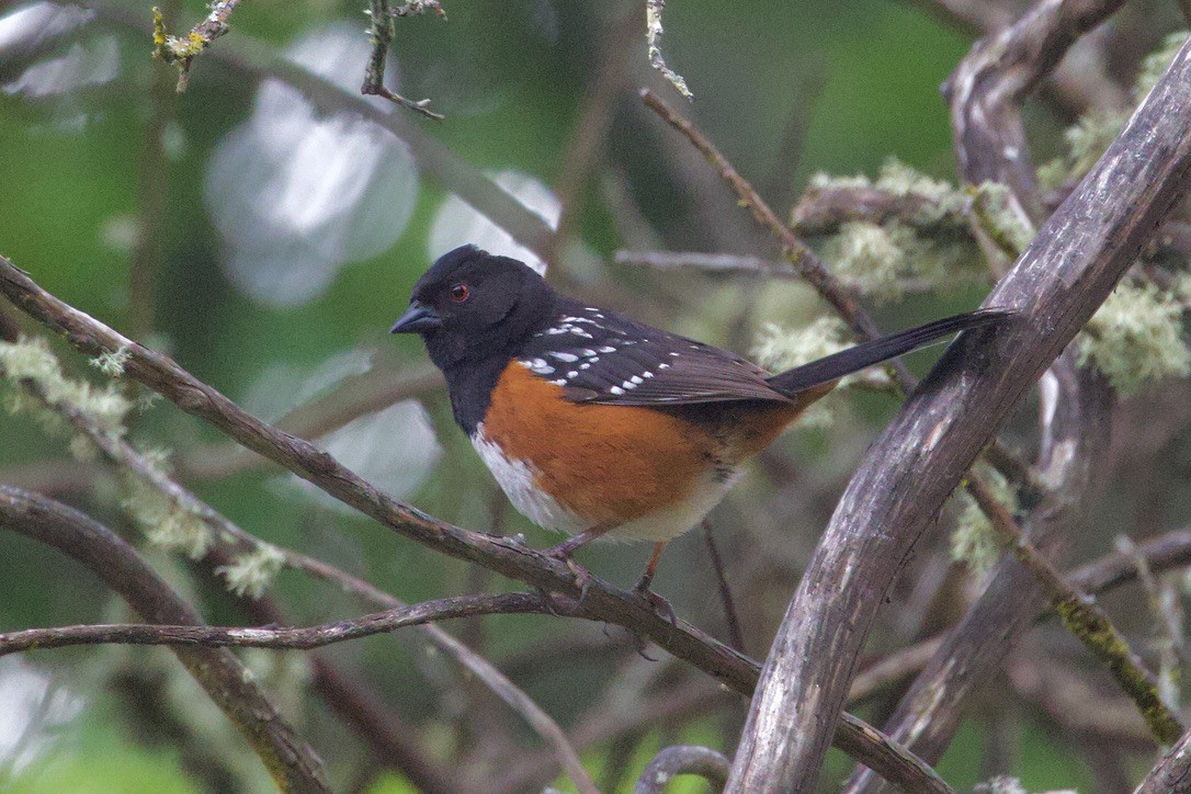 Spotted Towhee - Gordon Atkins