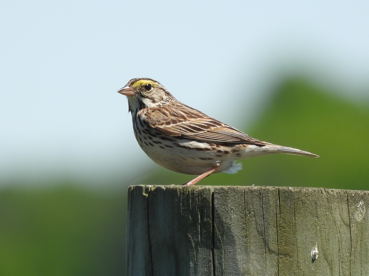 Savannah Sparrow - Jenny Young