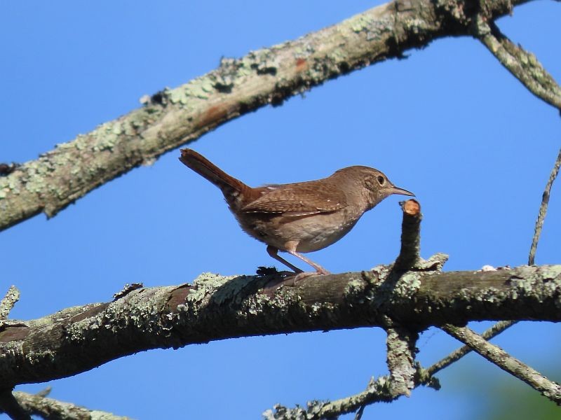 House Wren - Tracy The Birder