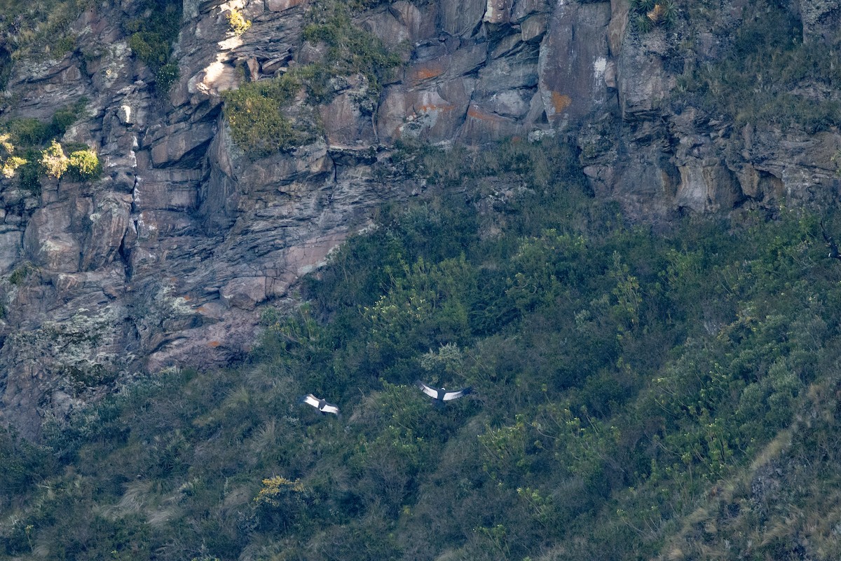 Andean Condor - Susan Brickner-Wren