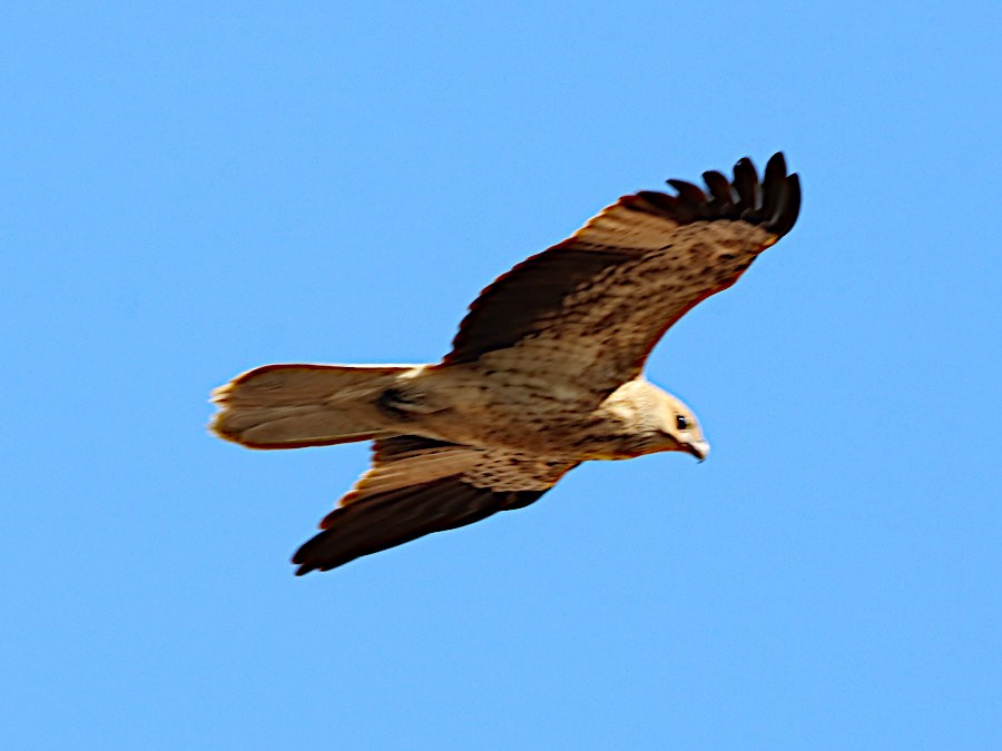 Whistling Kite - Michael Dahlem