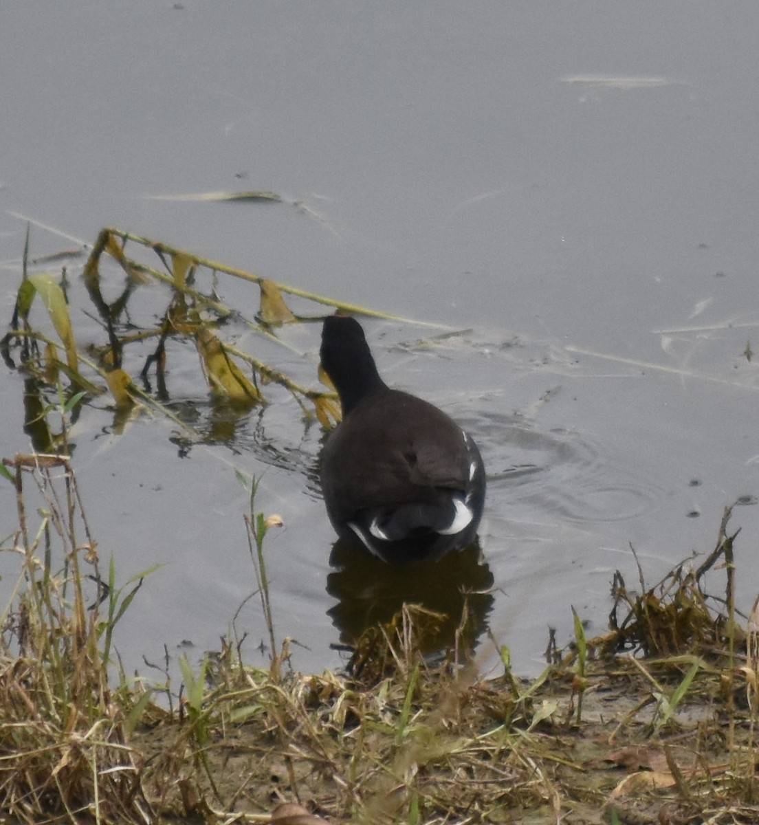 Common Gallinule - Bill Tweit