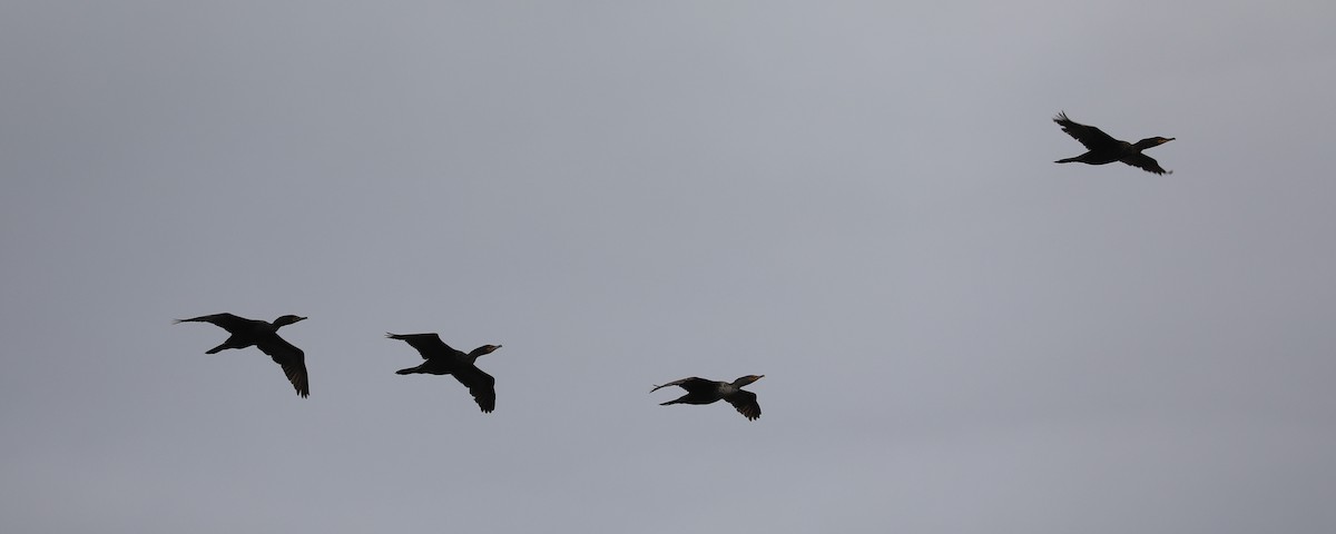 Double-crested Cormorant - Daniel Hinnebusch