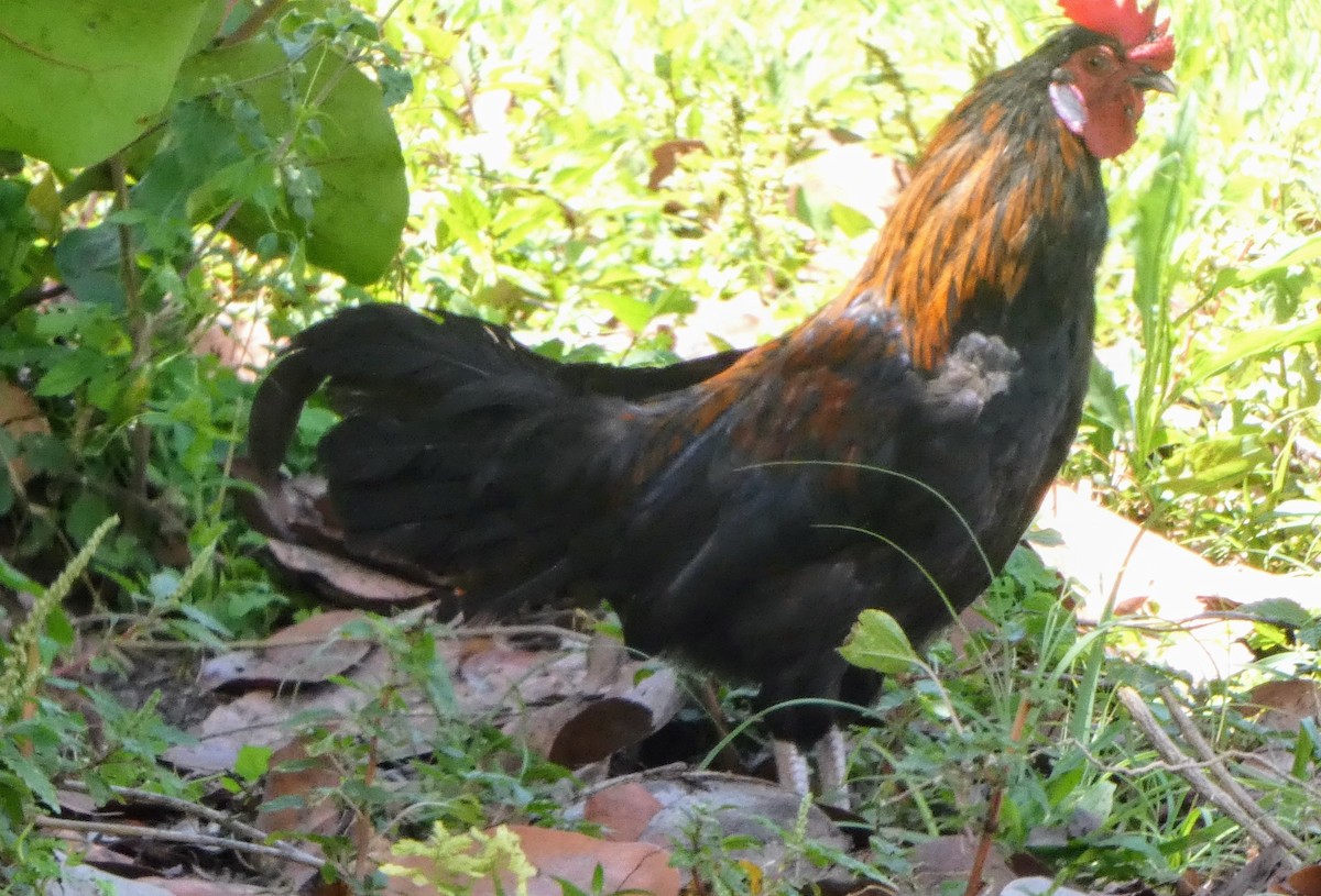 Red Junglefowl (Domestic type) - John Pool