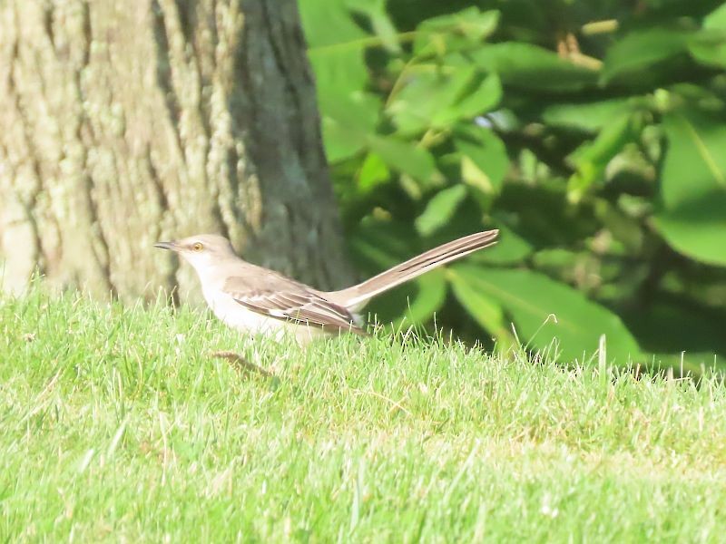 Northern Mockingbird - ML619593457