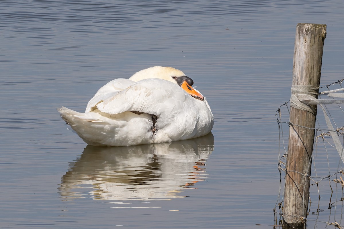 Mute Swan - ML619593458