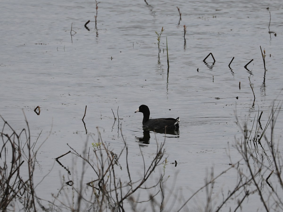 American Coot - Daniel Hinnebusch