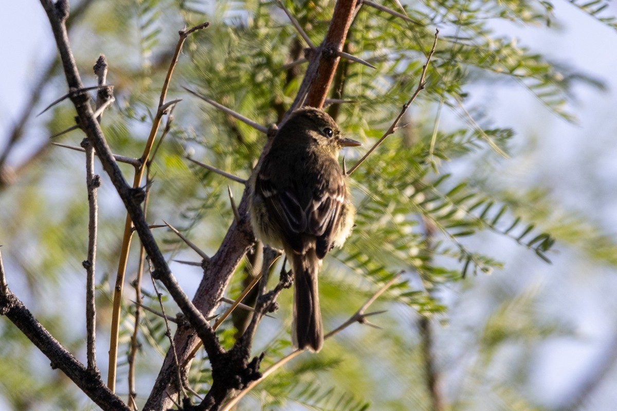 Dusky Flycatcher - Shorty Veliz