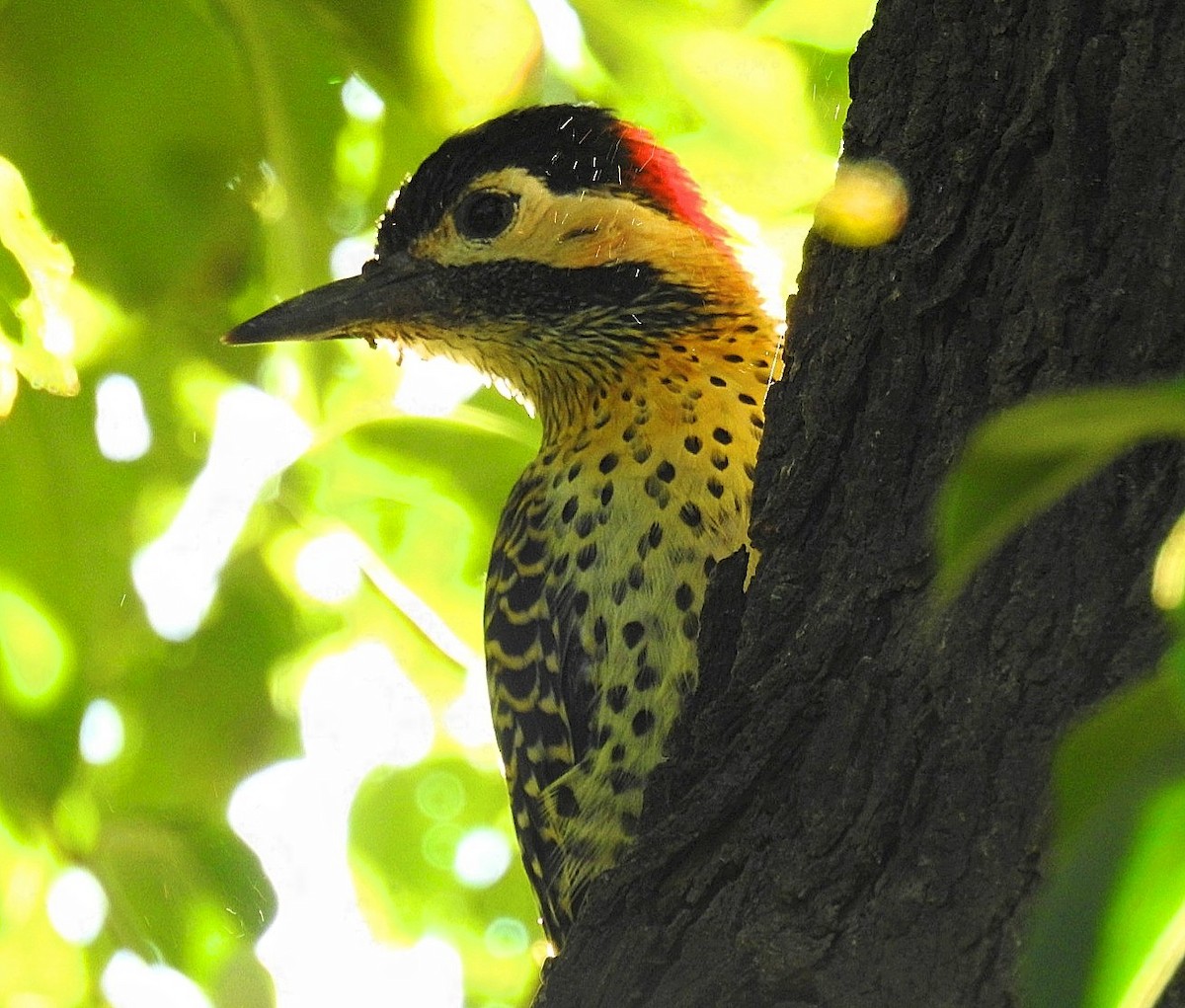 Green-barred Woodpecker - ML619593463
