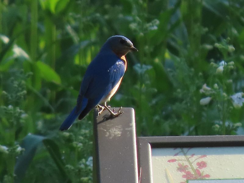 Eastern Bluebird - Tracy The Birder