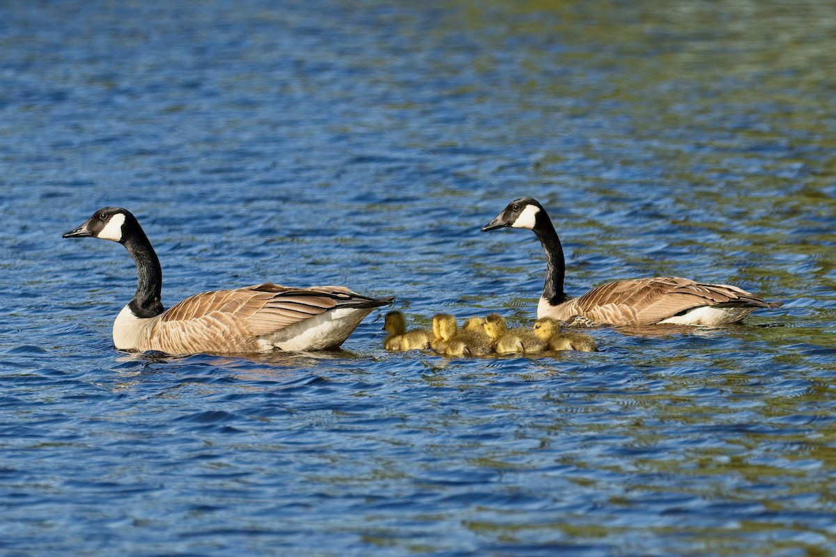 Canada Goose - Normand Laplante