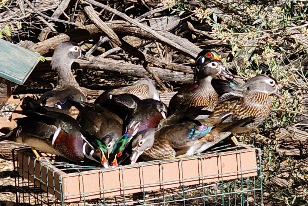 Wood Duck - Nancy Cox